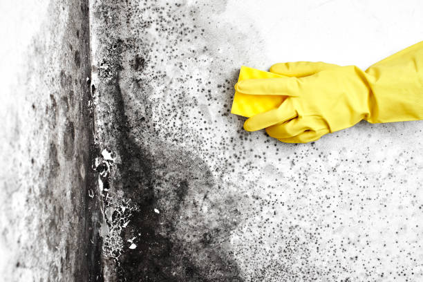 Best Industrial Mold Remediation  in Bonner Springs, KS